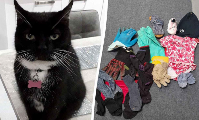 Cidade Fica Sem Roupas Enquanto um Gato Ladrão de Quatro Patas Rouba dos Vizinhos e Leva os Botins para Casa Cidade Fica Sem Roupas Enquanto um Gato Ladrão de Quatro Patas Rouba dos Vizinhos e Leva os Botins para Casa