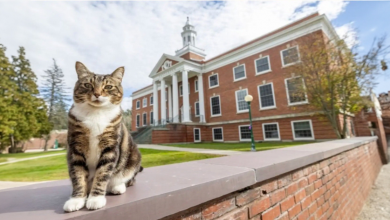 Universidade Honra um Gato Acadêmico com o Título Mais Prestigiado