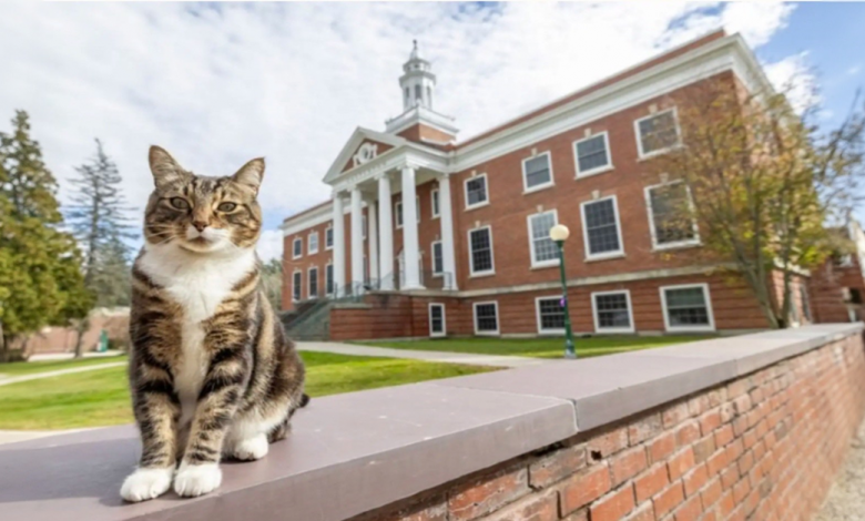 Universidade Honra um Gato Acadêmico com o Título Mais Prestigiado Universidade Honra um Gato Acadêmico com o Título Mais Prestigiado