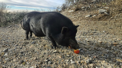 Porquinho abandonado no meio do nada não consegue parar de abanar o rabo quando é encontrado