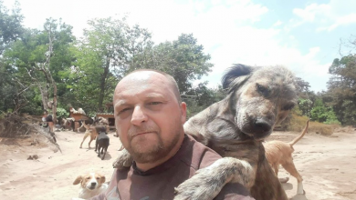 Este abrigo na Sérvia acolhe milhares de cães com amor