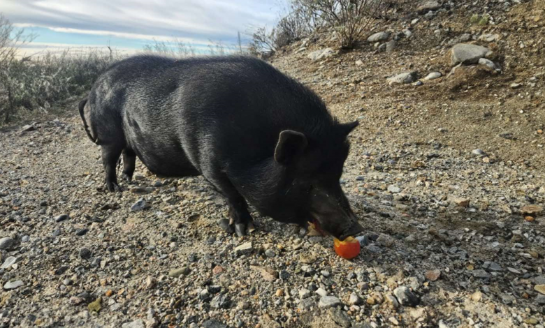 Porquinho abandonado no meio do nada não consegue parar de abanar o rabo quando é encontrado Porquinho abandonado no meio do nada não consegue parar de abanar o rabo quando é encontrado