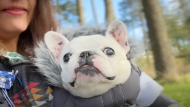 Levamos nossa Frenchie de três patas para acampar em um vinhedo