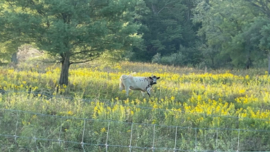 Uma vaca “selvagem” nunca deixava ninguém tocá-la até que encontrou seu primeiro amigo
