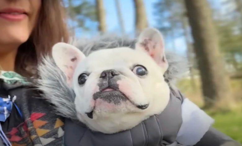 Levamos nossa Frenchie de três patas para acampar em um vinhedo Levamos nossa Frenchie de três patas para acampar em um vinhedo