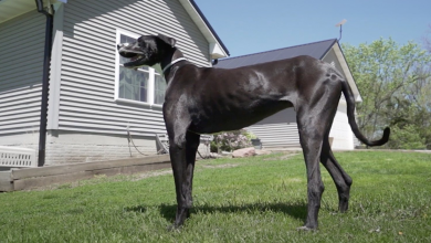 Conheça Kevin, o Cão Vivo Mais Alto do Mundo de West Des Moines, Iowa