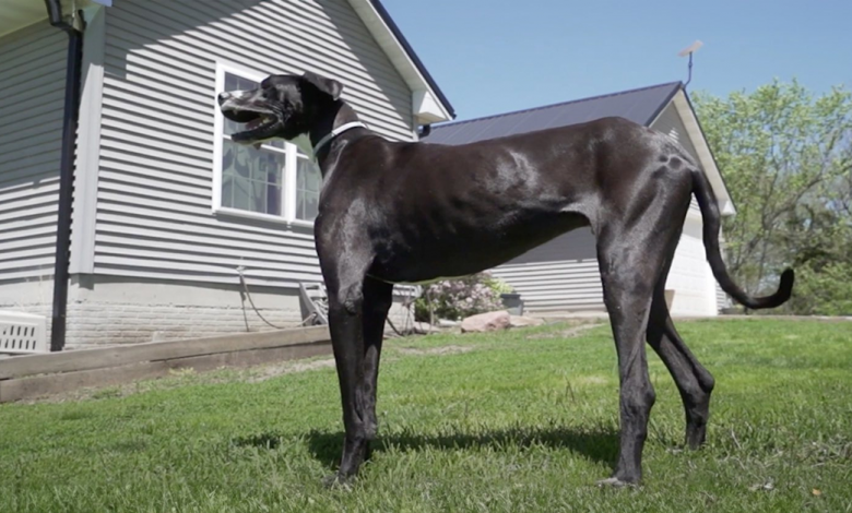 Conheça Kevin, o Cão Vivo Mais Alto do Mundo de West Des Moines, Iowa Conheça Kevin, o Cão Vivo Mais Alto do Mundo de West Des Moines, Iowa