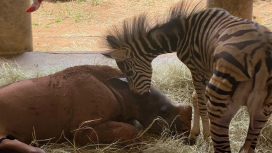 Conheça uma zebra bebê e sua amiga rinoceronte que estiveram lá uma para a outra em seus momentos mais difíceis