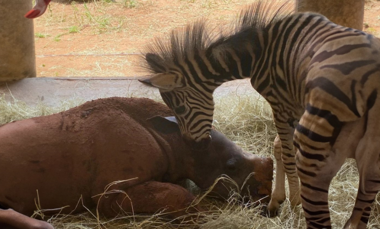 Conheça uma zebra bebê e sua amiga rinoceronte que estiveram lá uma para a outra em seus momentos mais difíceis Conheça uma zebra bebê e sua amiga rinoceronte que estiveram lá uma para a outra em seus momentos mais difíceis