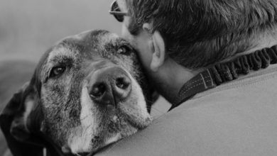 Um olhar cheio de compreensão: como os cães compartilham nossos sentimentos?