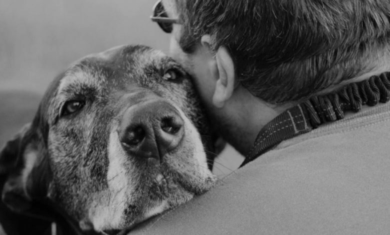 Um olhar cheio de compreensão: como os cães compartilham nossos sentimentos? Um olhar cheio de compreensão: como os cães compartilham nossos sentimentos?