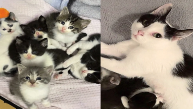 Eles acolhem uma gata com filhotes e notam que ela começa a seguir outros felinos, ganhando coragem