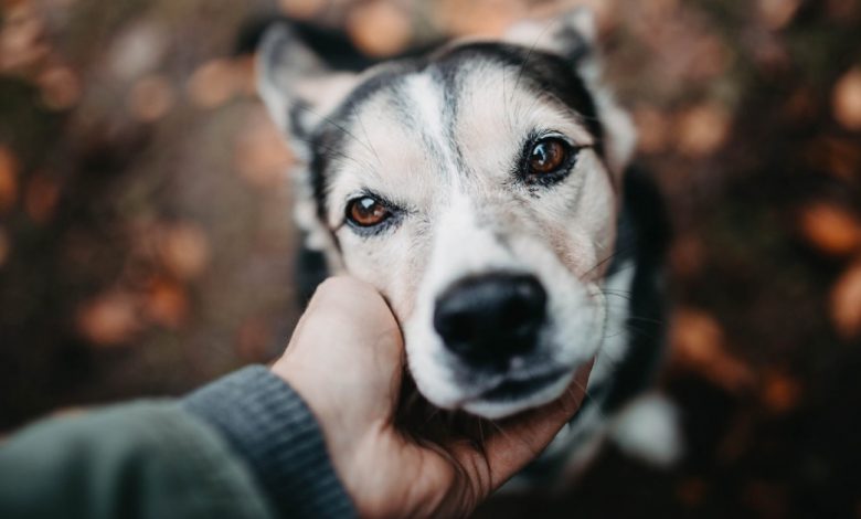 No mundo cheio de enganos e mentiras, o cão é o único amigo que sempre diz a verdade No mundo cheio de enganos e mentiras, o cão é o único amigo que sempre diz a verdade