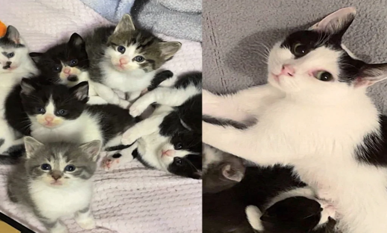 Eles acolhem uma gata com filhotes e notam que ela começa a seguir outros felinos, ganhando coragem Eles acolhem uma gata com filhotes e notam que ela começa a seguir outros felinos, ganhando coragem