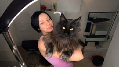 Este Gato Gigante Impressiona a Internet ao Alcançar o Balcão Como Se Não Fosse Nada