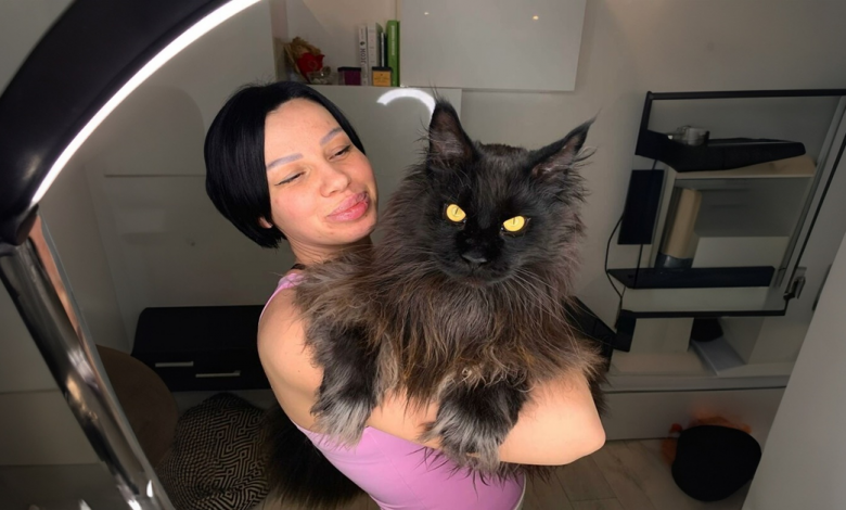 Este Gato Gigante Impressiona a Internet ao Alcançar o Balcão Como Se Não Fosse Nada Este Gato Gigante Impressiona a Internet ao Alcançar o Balcão Como Se Não Fosse Nada