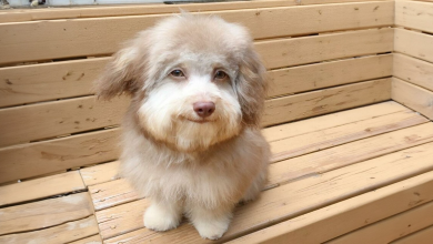 Este Cão Tem um Rosto Parecido com o de um Humano, e Está Fazendo Sucesso na Internet