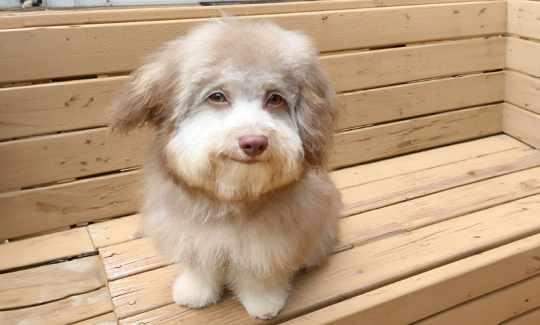 Este Cão Tem um Rosto Parecido com o de um Humano, e Está Fazendo Sucesso na Internet Este Cão Tem um Rosto Parecido com o de um Humano, e Está Fazendo Sucesso na Internet