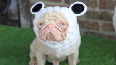 Conheça Milkshake, um Cachorro Tão Raro que Você Quase Não Encontrará Outro Como Ele no Mundo (20 Fotos)