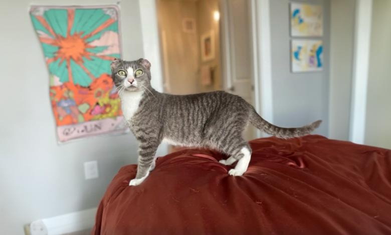 Gata Sem Orelhas Ganha um Presente Especial Para Não se “Sentir Diferente” Gata Sem Orelhas Ganha um Presente Especial Para Não se “Sentir Diferente”