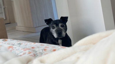 Uma mulher se vira e encontra um cão idoso aleatório em sua casa