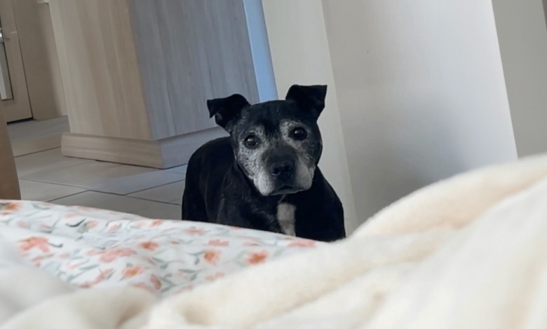 Uma mulher se vira e encontra um cão idoso aleatório em sua casa Uma mulher se vira e encontra um cão idoso aleatório em sua casa
