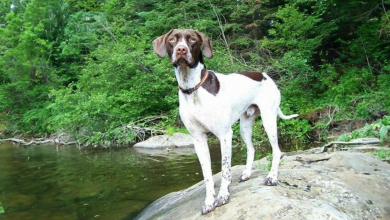 Conheça Ruger, um cão adotado que acompanhou seu melhor amigo desde o primeiro dia de escola até a formatura