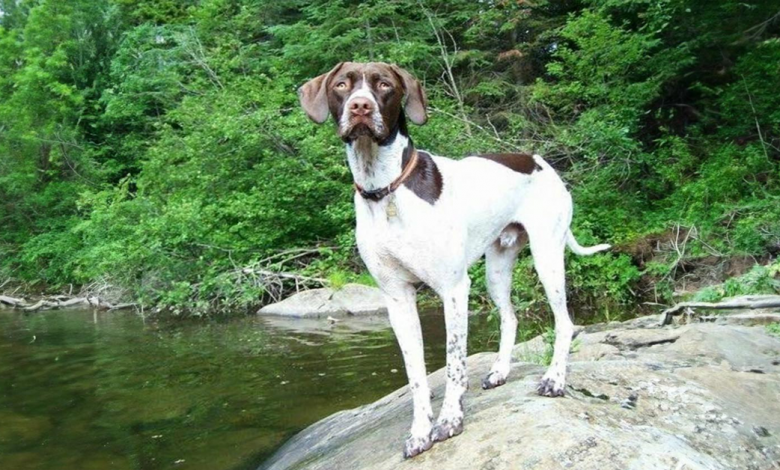 Conheça Ruger, um cão adotado que acompanhou seu melhor amigo desde o primeiro dia de escola até a formatura Conheça Ruger, um cão adotado que acompanhou seu melhor amigo desde o primeiro dia de escola até a formatura