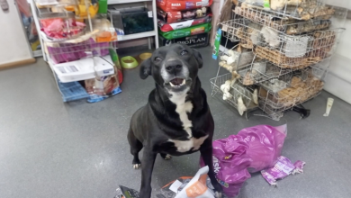 Cachorra Espera Pacientemente Todas as Manhãs para Ser a Primeira Cliente da Loja de Animais