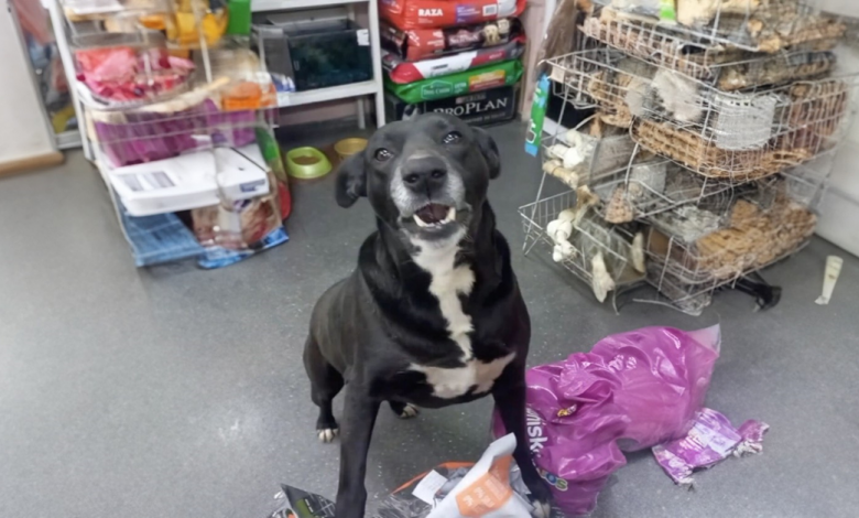 Cachorra Espera Pacientemente Todas as Manhãs para Ser a Primeira Cliente da Loja de Animais Cachorra Espera Pacientemente Todas as Manhãs para Ser a Primeira Cliente da Loja de Animais