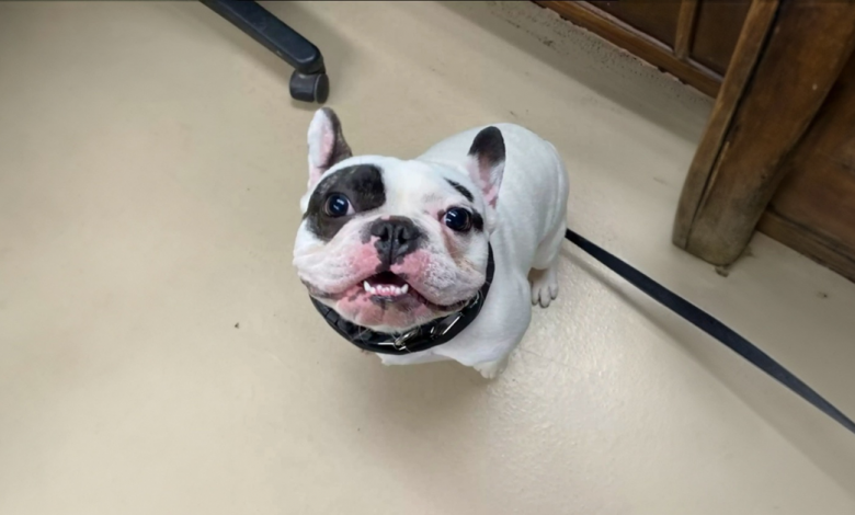 O “Cão Demônio” Devolvido ao Abrigo 3 Vezes Descobre seu Amor pelo Skateboard O “Cão Demônio” Devolvido ao Abrigo 3 Vezes Descobre seu Amor pelo Skateboard