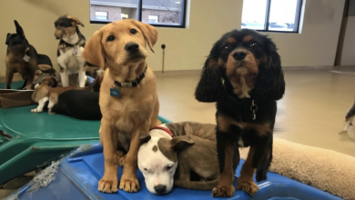 Um Cachorro Escolhe Apenas Cães Peludos no Day Care para Tirar uma Soneca em Cima Deles