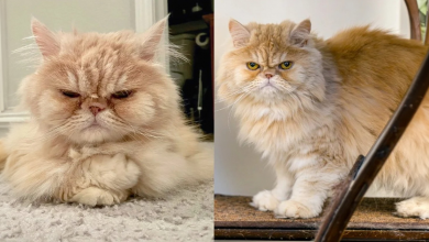Gato esperou meses por um lar até que alguém olhou além de seu rosto de “velho rabugento” e lhe deu uma chance