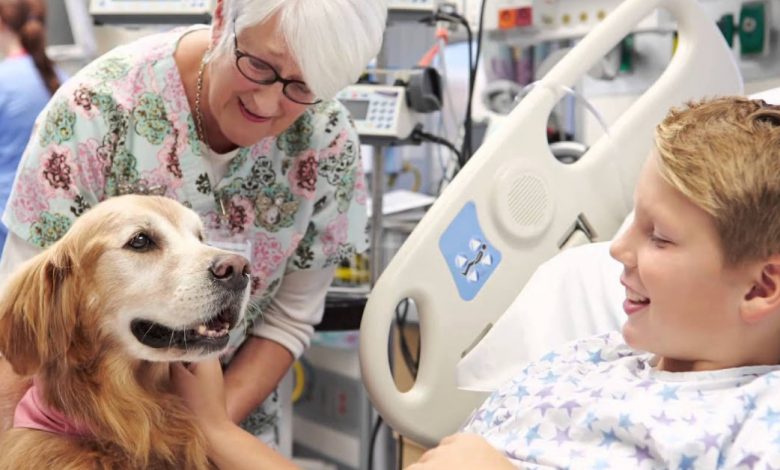 Como o golden retriever Basti transformou os dias de hospital de um menino em momentos felizes Como o golden retriever Basti transformou os dias de hospital de um menino em momentos felizes