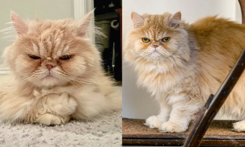 Gato esperou meses por um lar até que alguém olhou além de seu rosto de “velho rabugento” e lhe deu uma chance Gato esperou meses por um lar até que alguém olhou além de seu rosto de “velho rabugento” e lhe deu uma chance