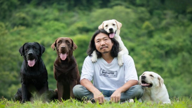 Homem Compartilha Fotos Divertidamente Fofas de Dirigir Com e Ser Conduzido por Seus Adoráveis Cachorros