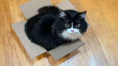 Gato Ajuda Acidentalmente sua Dona a Criar a Arte Mais Legal