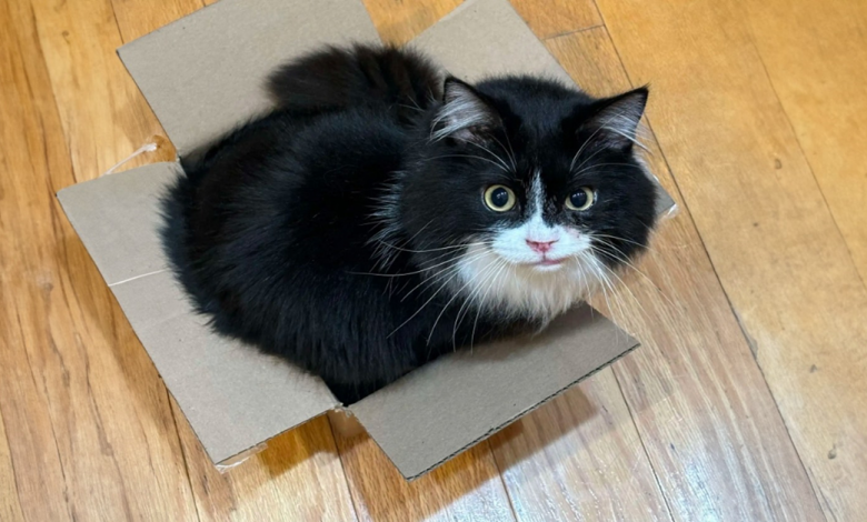 Gato Ajuda Acidentalmente sua Dona a Criar a Arte Mais Legal Gato Ajuda Acidentalmente sua Dona a Criar a Arte Mais Legal