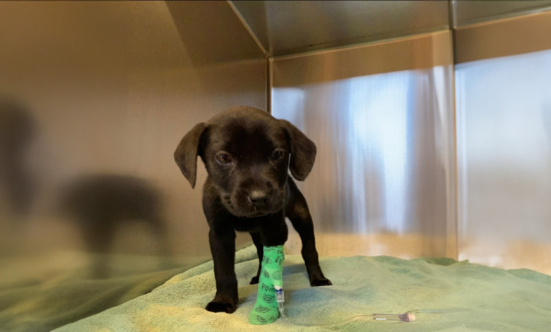 Um Rapaz Surdo Adotou um Cachorrinho Surdo, e Sua Conexão É Realmente Especial Um Rapaz Surdo Adotou um Cachorrinho Surdo, e Sua Conexão É Realmente Especial
