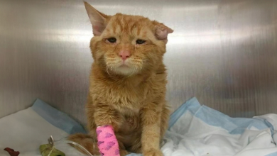 A história do “gato mais triste do mundo” que ganhou uma segunda chance quando estava prestes a desistir