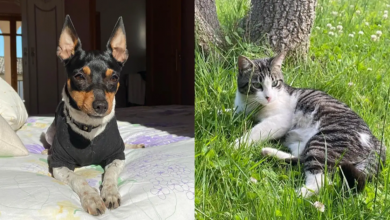 Mulher fica perplexa ao ver que seu gato e cachorro começam a mancar de repente