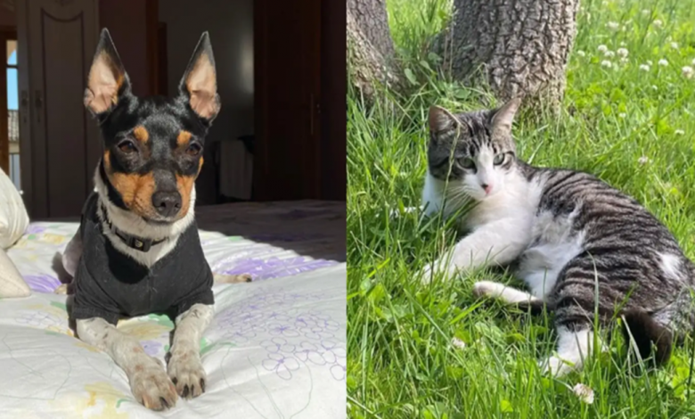 Mulher fica perplexa ao ver que seu gato e cachorro começam a mancar de repente Mulher fica perplexa ao ver que seu gato e cachorro começam a mancar de repente