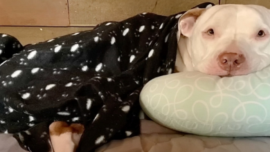Cão que vivia com dono ‘sem-teto’ experimenta sua ‘primeira sensação’ de paz