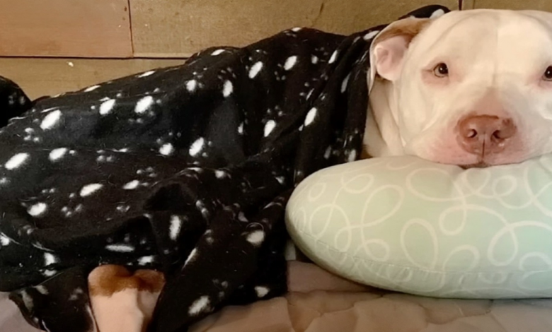 Cão que vivia com dono ‘sem-teto’ experimenta sua ‘primeira sensação’ de paz Cão que vivia com dono ‘sem-teto’ experimenta sua ‘primeira sensação’ de paz