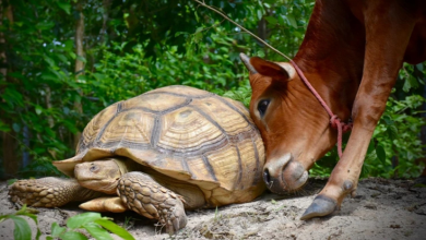 Conheça Simão e Leonardo, um bezerro com deficiência e uma tartaruga gigante que sempre estão lá um para o outro