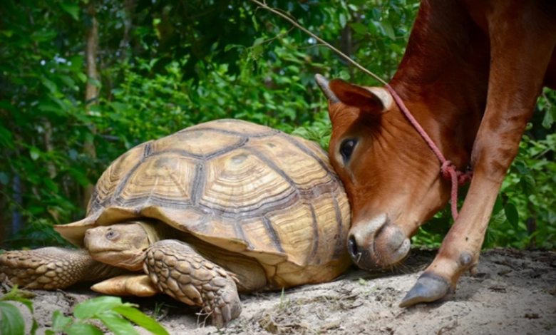 Conheça Simão e Leonardo, um bezerro com deficiência e uma tartaruga gigante que sempre estão lá um para o outro Conheça Simão e Leonardo, um bezerro com deficiência e uma tartaruga gigante que sempre estão lá um para o outro