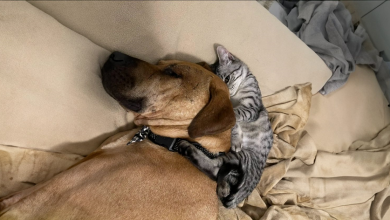 Cachorro resgatado tinha medo de sair de casa — até conhecer um gatinho