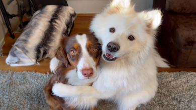 Uma História de Dois Amigos Peludos que Não Conseguem Parar de Se Abraçar e Estão Derretendo os Corações das Pessoas