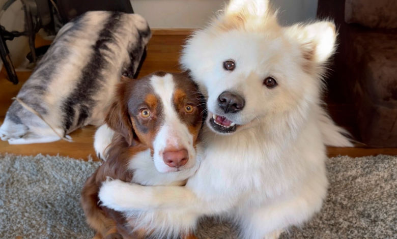 Uma História de Dois Amigos Peludos que Não Conseguem Parar de Se Abraçar e Estão Derretendo os Corações das Pessoas Uma História de Dois Amigos Peludos que Não Conseguem Parar de Se Abraçar e Estão Derretendo os Corações das Pessoas