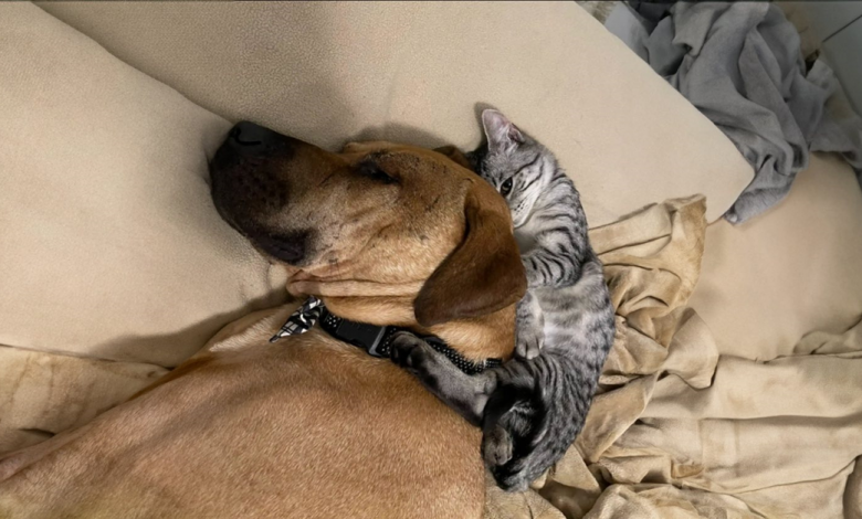 Cachorro resgatado tinha medo de sair de casa — até conhecer um gatinho Cachorro resgatado tinha medo de sair de casa — até conhecer um gatinho